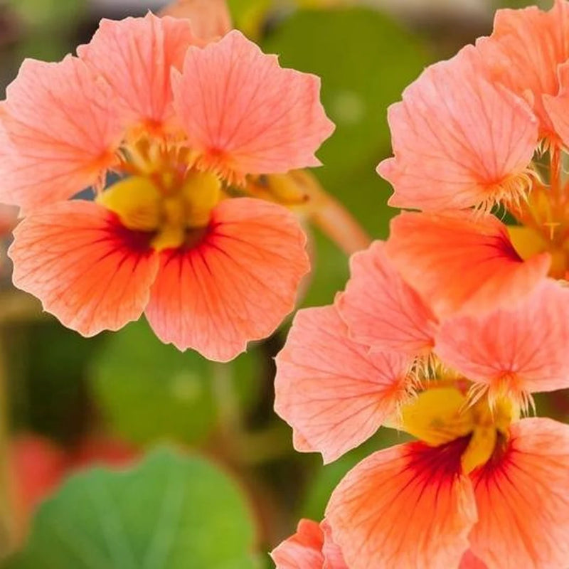 Rosa delicado capuchina semillas de flores para sembrar tolerantes a la semisombra variedad tradicional y sin ingeniería genética semillas para el jardín doméstico