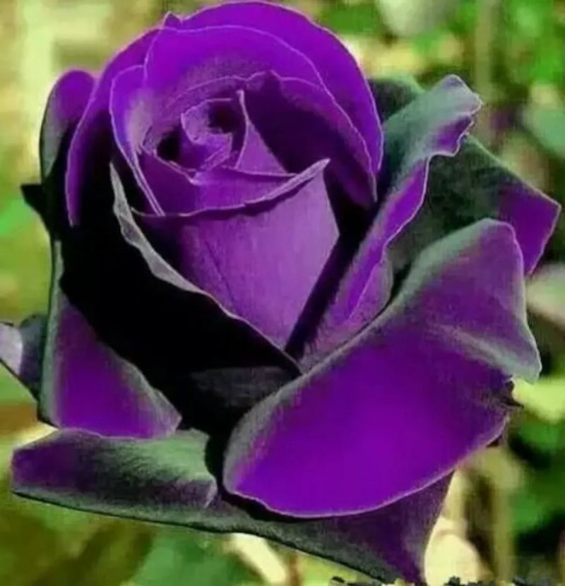 Rose violette et verte, graines de fleurs à semer, fleurs éclatantes, variété traditionnelle sans OGM, graines pour jardin familial