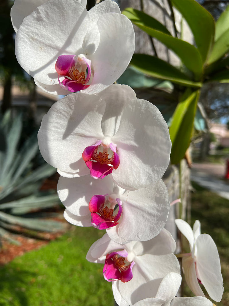 Semillas de flores de Cattleya hybrida rosa y blanca para sembrar, con flores elegantes y brillantes