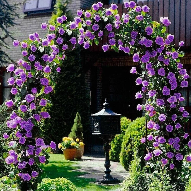 Semillas de flores de rosa trepadora lila intenso para sembrar, variedad tradicional, sin transgénicos, semillas de jardín ecológicas