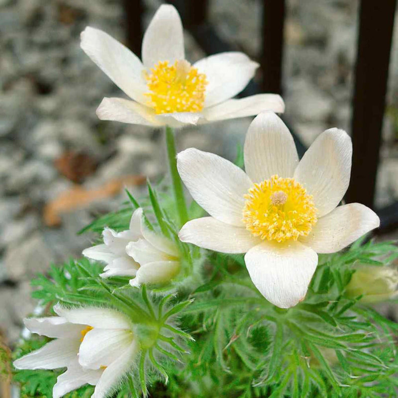 Semillas de flor de Pascua blanca para sembrar: flores blancas elegantes y crecimiento frondoso en el jardín