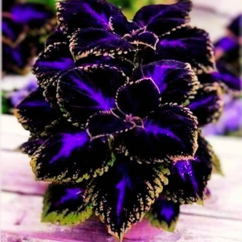 Violet (violet coleus) samen for anpflanzung in home garten