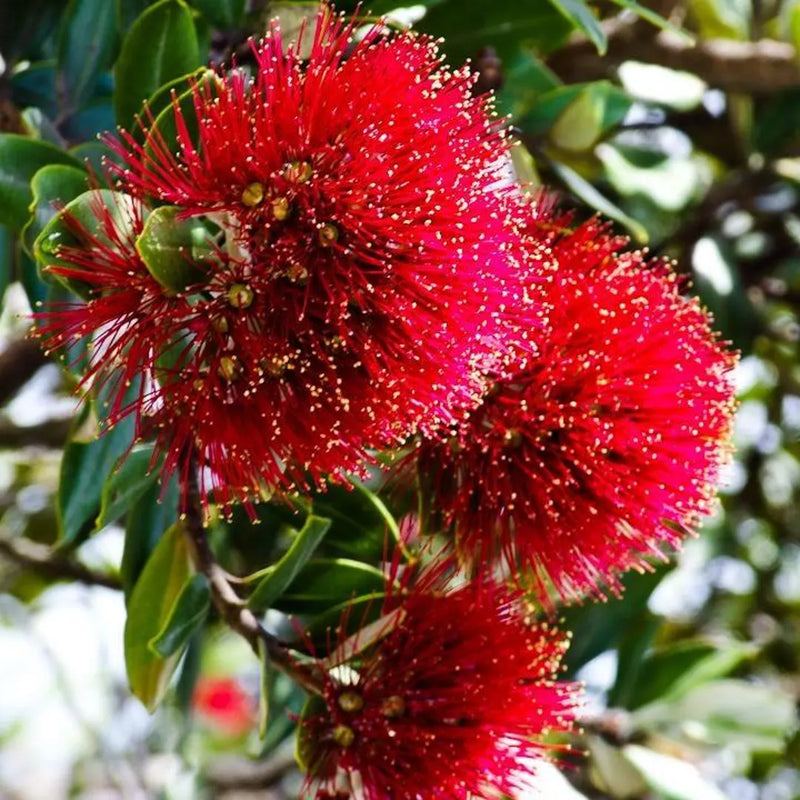 Graines de fleurs de Pohutukawa rouge à semer – floraison continue saisonnière – variété traditionnelle et sans OGM, pour le jardin potager