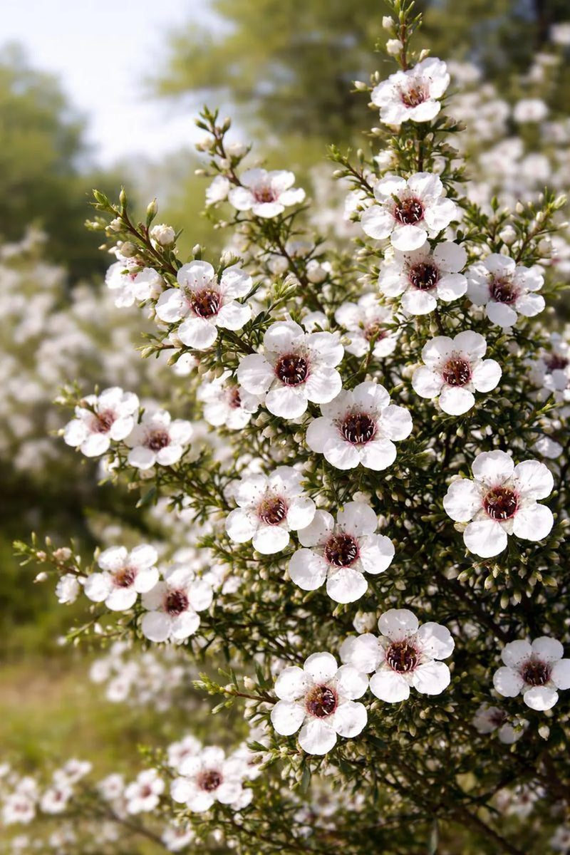 Blanco Leptospermum Citratum, semillas de árbol para siembra, crecimiento y flores fragantes para el jardín