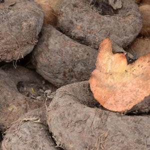 Semillas de ñame pata de elefante para sembrar – luminoso – variedad tradicional y sin organismos modificados genéticamente, semillas para jardín doméstico