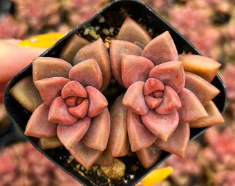 Siembra de Sedum suculento burdeos – semillas resistentes y de crecimiento colorido, ideales para un jardín único