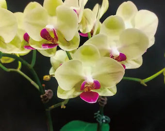 Rose Jaune Orchidée papillon, graines d’orchidée et de fleurs à semer, qualité supérieure, variété traditionnelle et sans OGM, graines pour jardin familial