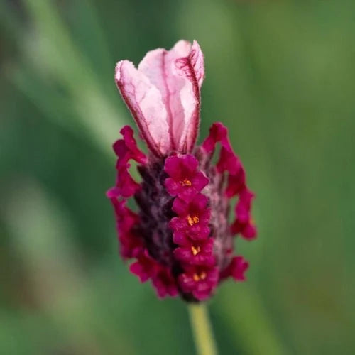 Rot lavender blume samen for anpflanzung - cut blume favorite, heirloom & gmo free samen for home garten
sale for anpflanzung in home garten