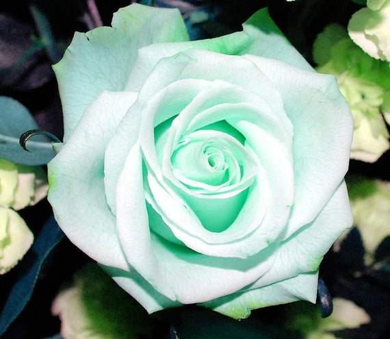 Siembra de rosa verde mar – semillas de flores exquisitas para un jardín florido