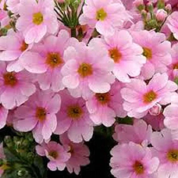 Rosa primula malacoides blume samen for anpflanzung - premium quality, heirloom & gmo free samen for home garten
sale samen for anpflanzung in home garten