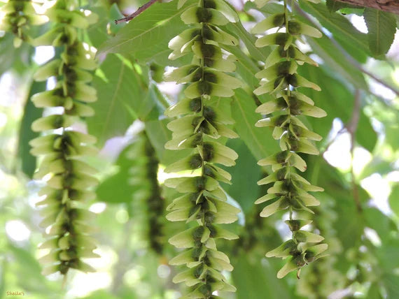 Pterocarya stenoptera blume samen for anpflanzung - bright blooms, heirloom & gmo free samen for home garten
sale samen for anpflanzung in home garten