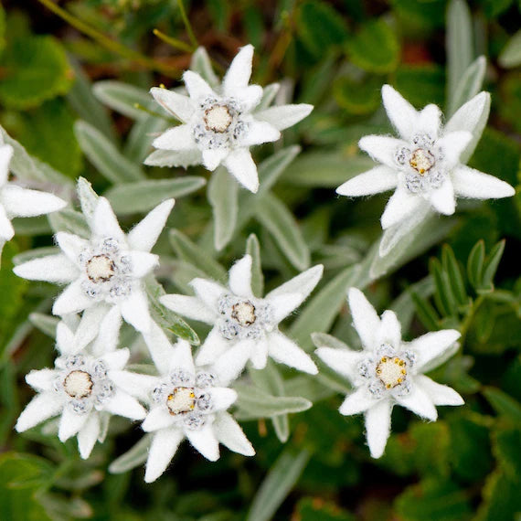 Semillas de Leontopodium blanco para siembra – variedad resistente – variedad tradicional y sin ingeniería genética, semillas para el jardín doméstico