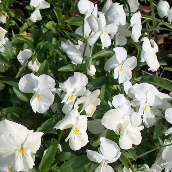 Heirloom (heirloom pansy) samen for anpflanzung in home garten