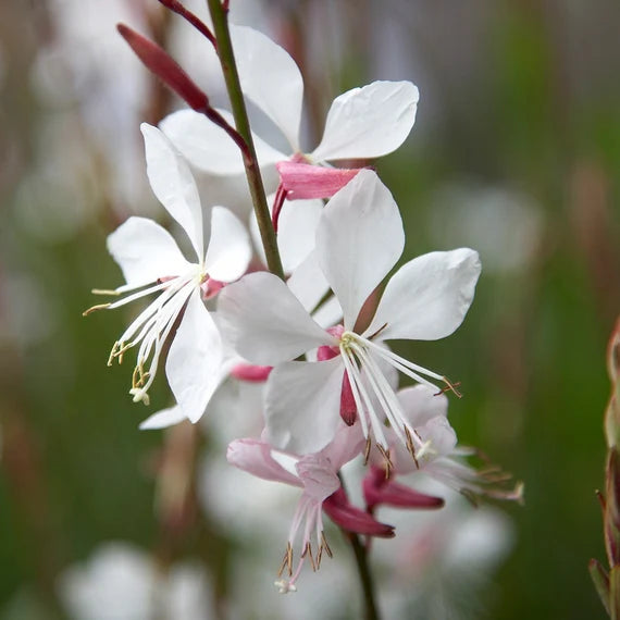 Graines de gaura rose à semer – incontournable du jardin de style champêtre – variété traditionnelle et sans OGM, graines pour le jardin