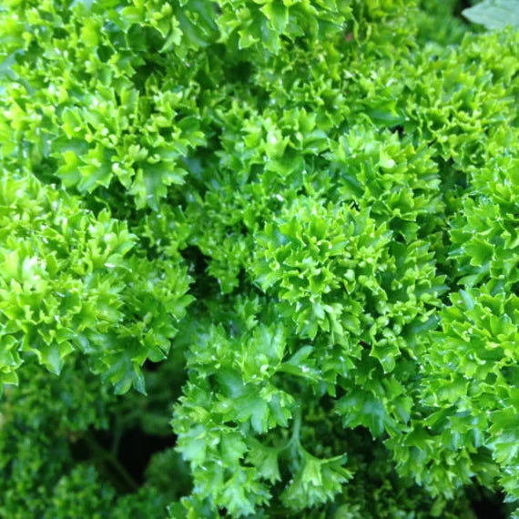 Parsley blume samen – heirloom non-gmo for cottage garten anpflanzung
sale samen for home garten