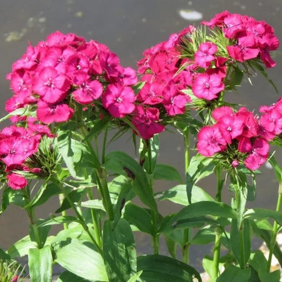 Rosa dianthus blume samen for anpflanzung compact growth heirloom & gmo free samen for home garten
sale samen for home garten anpflanzung