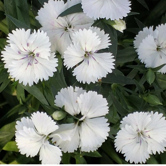 Weiß dianthus blume samen for anpflanzung - compact growth, heirloom & gmo free samen for home garten
sale for anpflanzung in home garten.