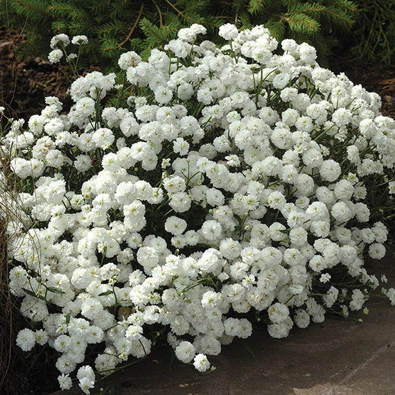 Semillas de flores blancas de Pellitory para sembrar – calidad superior – variedad tradicional y semillas sin transgénicos para el jardín doméstico