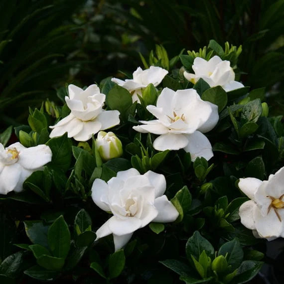 Semillas de flores de jazmín de color blanco para sembrar – variedad resistente – variedad tradicional y sin ingeniería genética, semillas para el jardín doméstico