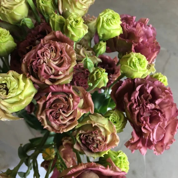 Rosanne 3 marrón, semillas granuladas de lisianthus para sembrar, variedad tradicional y sin organismos modificados genéticamente, semillas para el jardín doméstico