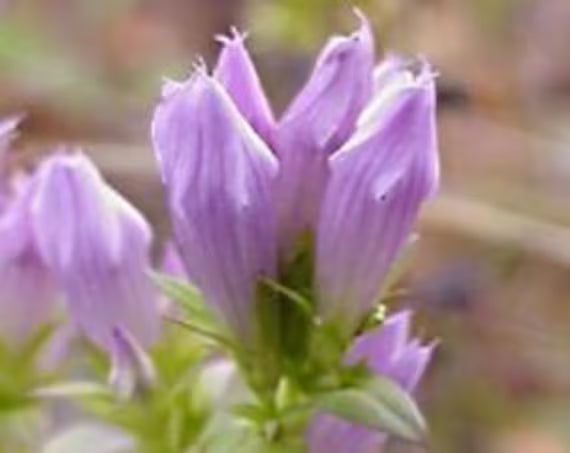 Graines de gentiane violette, graines de fleurs de qualité supérieure, variété traditionnelle et sans OGM, graines pour jardin familial