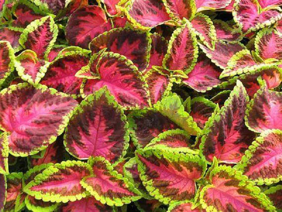 Coleo rosa Dragon, para siembra, tolerante a la sequía, variedad tradicional y sin ingeniería genética, semillas para el jardín doméstico