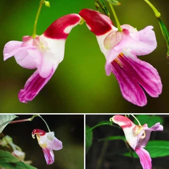 Semillas de flores de orquídea loro para sembrar, de crecimiento compacto, variedad tradicional y sin OGM, semillas para el jardín doméstico
