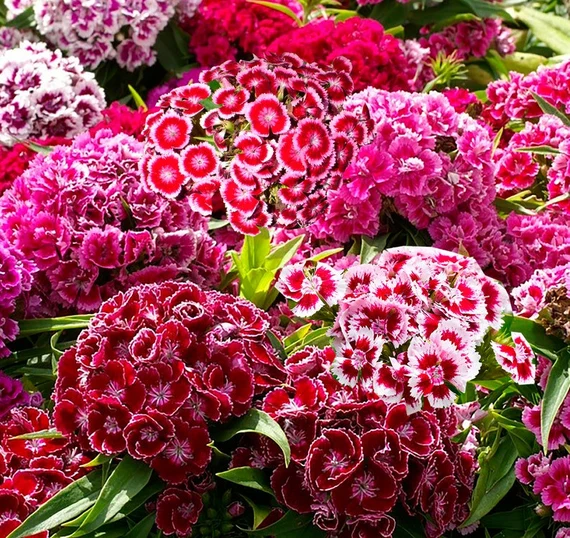 Variedad tradicional de clavel, semillas de flores para sembrar, variedad tradicional de alta calidad y sin ingeniería genética, semillas para el jardín doméstico