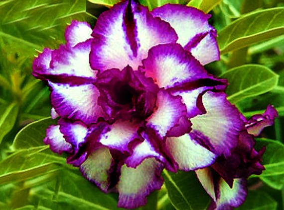 Rose du désert Obesum blanche et violette, graines à semer