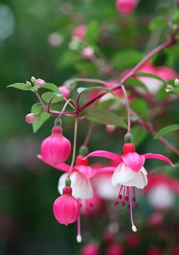 Semillas de flores de fucsia rosas y blancas, populares para el jardín, variedad tradicional y sin ingeniería genética, semillas para el jardín doméstico