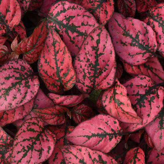 Graines d’Hypoestes rouges à semer – longue saison de floraison – variété traditionnelle & graines sans OGM pour le jardin familial