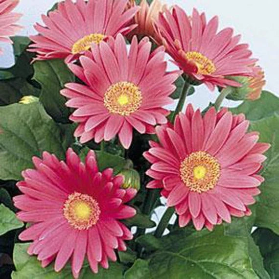 Semillas de flores de Jamesonii rosa para sembrar – amante del sol – variedad tradicional y semillas sin ingeniería genética para el jardín doméstico