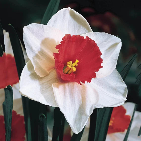 Rojo blanco, narciso, semillas de flores para sembrar, mezcla de flores silvestres, variedad tradicional y sin transgénicos, semillas para el jardín doméstico
