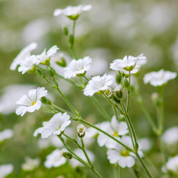 Semillas blancas de gypsophila para sembrar, que crean elegantes flores blancas para el jardín