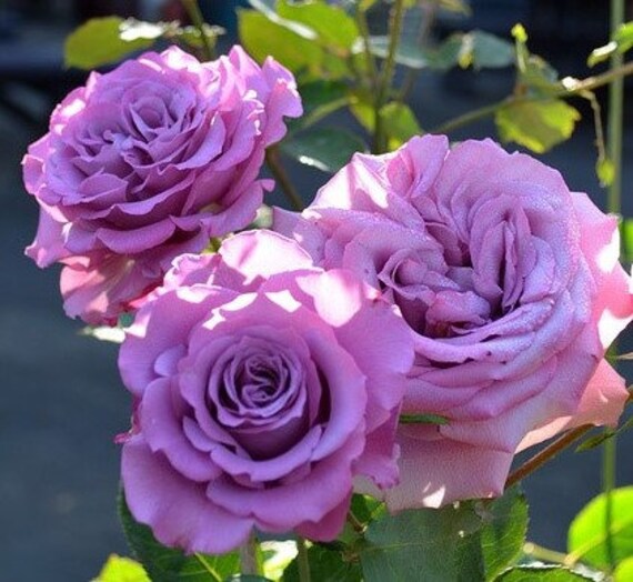 Violeta Rosa rara Semillas de flores para sembrar, floración prolongada, variedad tradicional y sin ingeniería genética, semillas para jardín doméstico