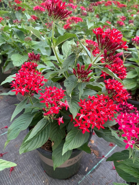 Semillas de flores de Pentas Lanceolata para sembrar, con una larga temporada de floración, variedad tradicional y sin ingeniería genética, semillas para el jardín doméstico