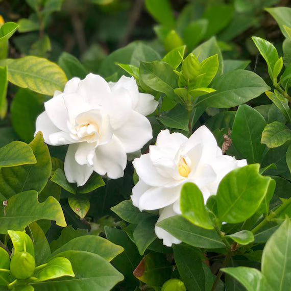 Gardenia jasminoides blanca, semillas de flores para siembra; flores perennes y fragantes para el jardín