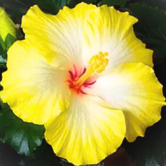 Blanc jaune hibiscus, graines de fleurs faciles à entretenir, variété traditionnelle et sans OGM, graines pour jardin familial