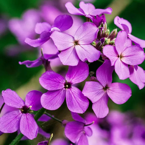 Graines de lunaria violette à semer – plante unique aux feuilles en forme de pièces