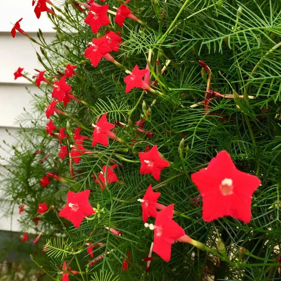Graines de cyprès rouge à semer – fleurs éclatantes à cultiver pour votre jardin