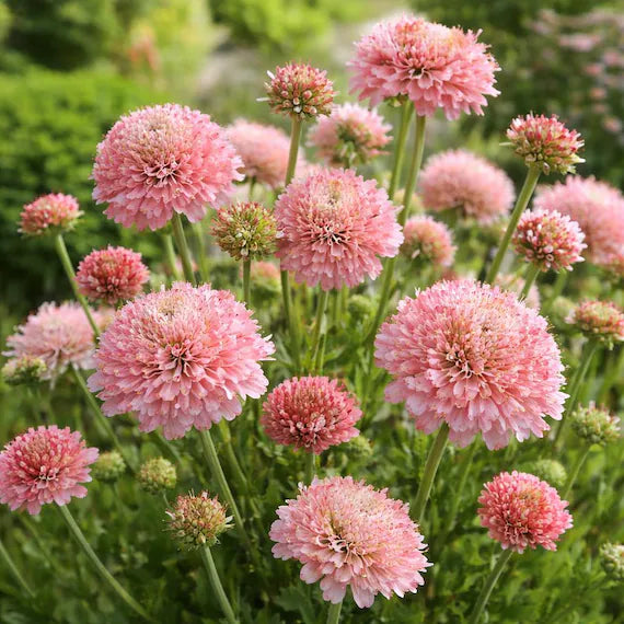 Graines de fleurs de scabieuse rose à semer – fleurs parfumées – variété traditionnelle et graines sans OGM pour le jardin familial