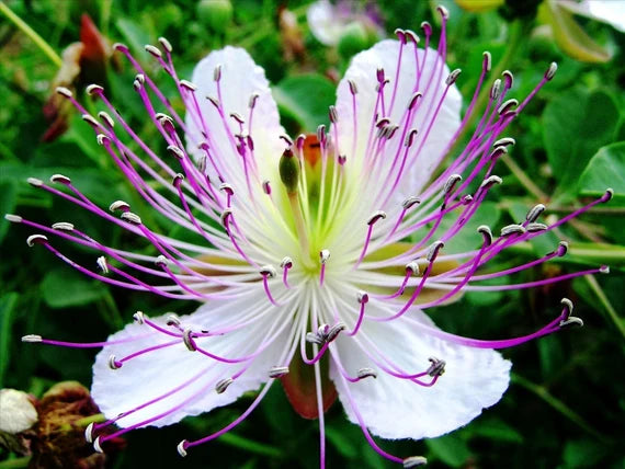 Semillas blancas y rosas de Capparis Spinosa para siembra, ideales para jardines y macetas, flores únicas