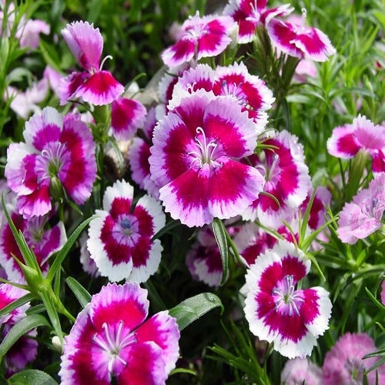 Rosa weiß dianthus blume samen for anpflanzung pollinator friendly heirloom & gmo free samen for home garten
sale samen for home garten anpflanzung
