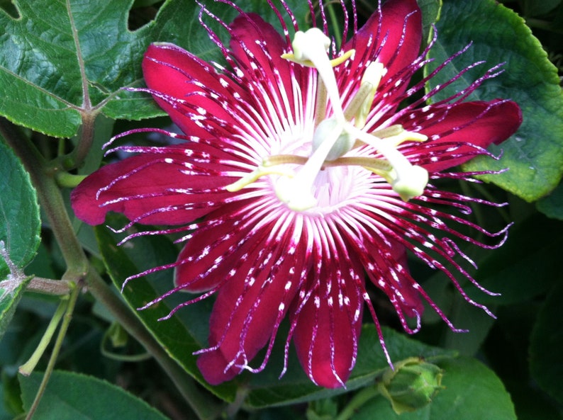 Passion blume samen for anpflanzung long bloom season heirloom & gmo free samen for home garten
sale for anpflanzung in home garten