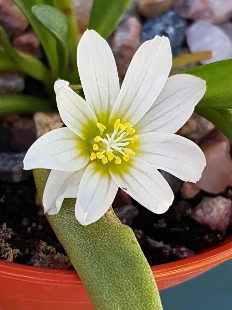 Semillas de flores blancas de Nevadensis para siembra: elegantes flores blancas para su jardín
