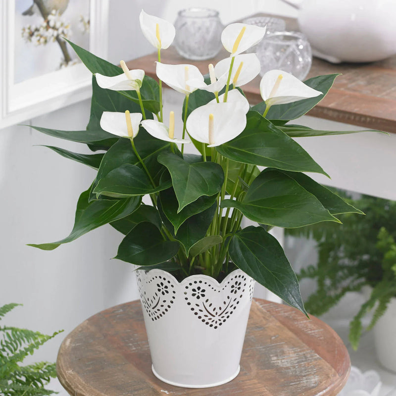 Weiß (weiß anthurium) samen for anpflanzung in home garten
