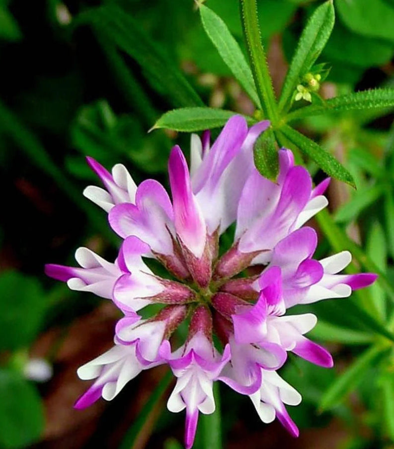 Semillas de flores de Astrágalo lavanda para sembrar – popular en el jardín – variedad tradicional y sin organismos modificados genéticamente, semillas para el jardín doméstico