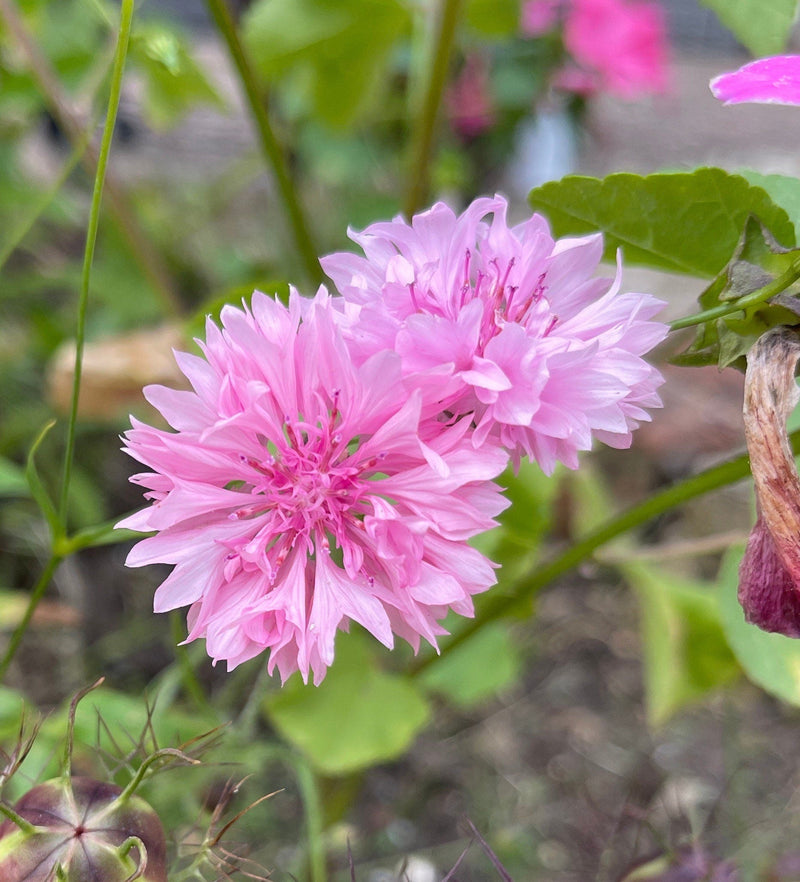 Rosa centaurea cyanus samen for colorful cornflowers