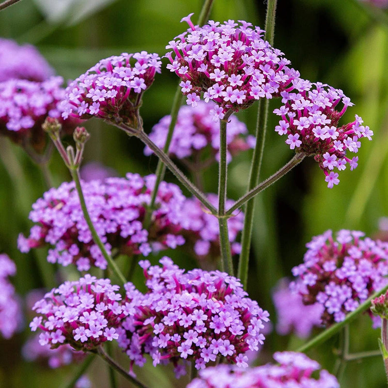 Vervain blume samen for anpflanzung - drought tolerant, heirloom & gmo free samen for home garten
sale for anpflanzung in home garten.