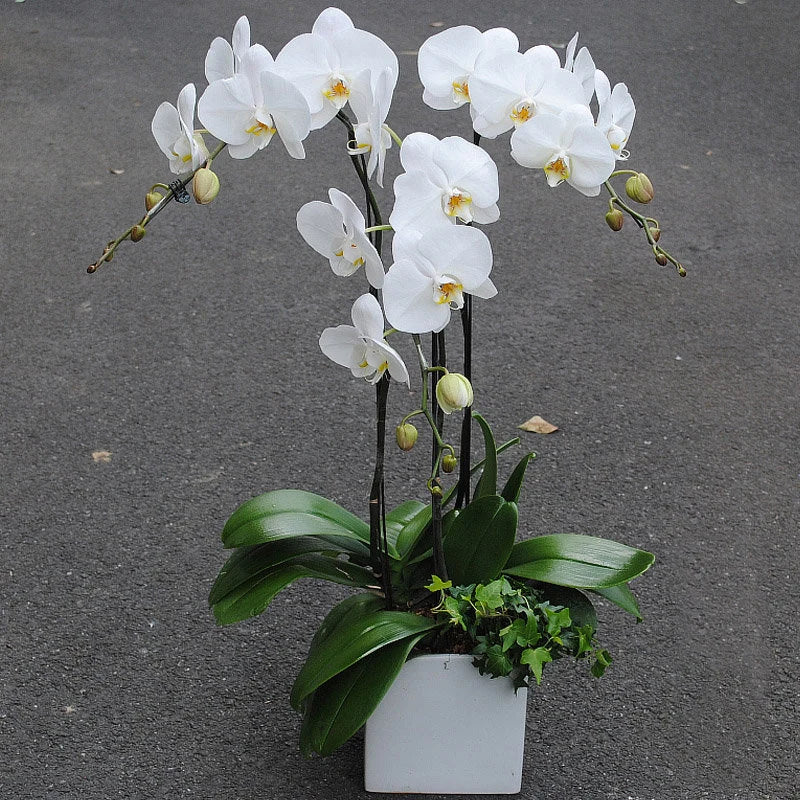 Semillas de orquídea mariposa blanca para sembrar en el jardín de casa; variedad tradicional e ingredientes no modificados genéticamente.